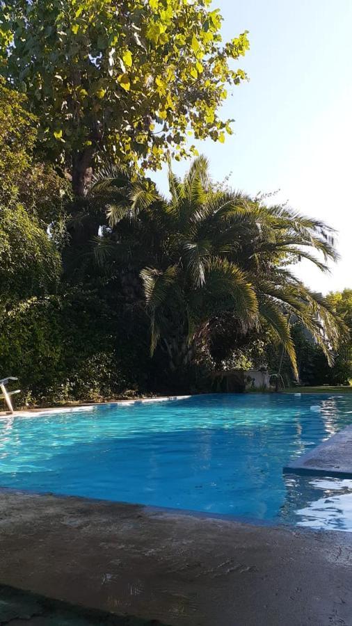Palmeras *